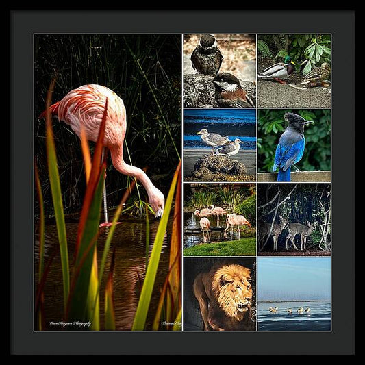 Wild life  1 - Framed Print