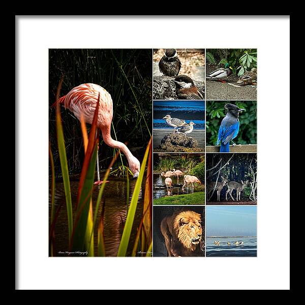 Wild life  1 - Framed Print