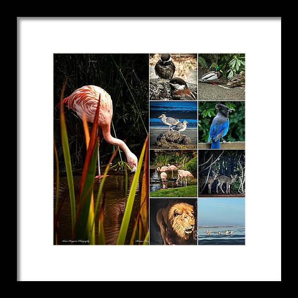 Wild life  1 - Framed Print
