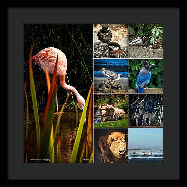 Wild life  1 - Framed Print