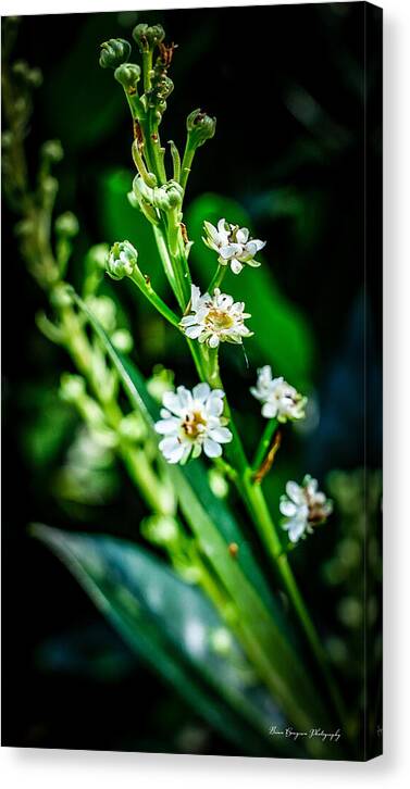 Flowers  3 - Canvas Print
