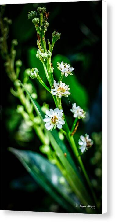 Flowers  3 - Canvas Print