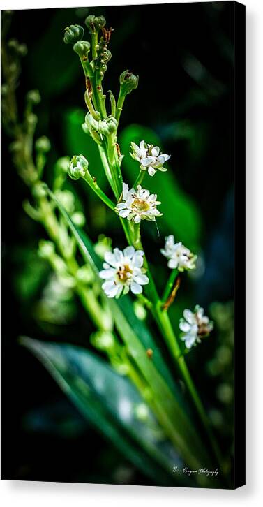 Flowers  3 - Canvas Print