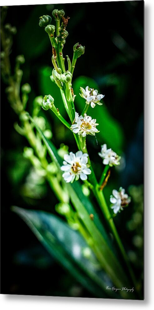 Flowers  3 - Metal Print