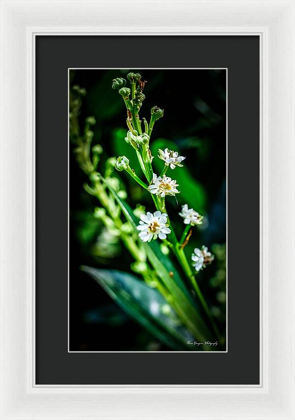 Flowers  3 - Framed Print