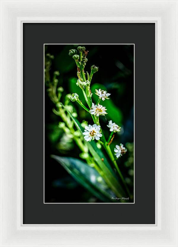 Flowers  3 - Framed Print