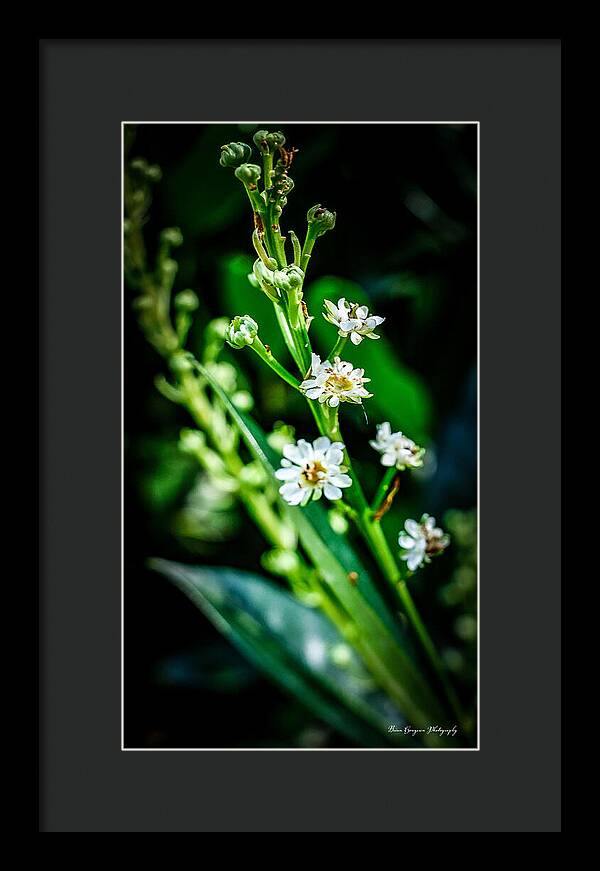 Flowers  3 - Framed Print