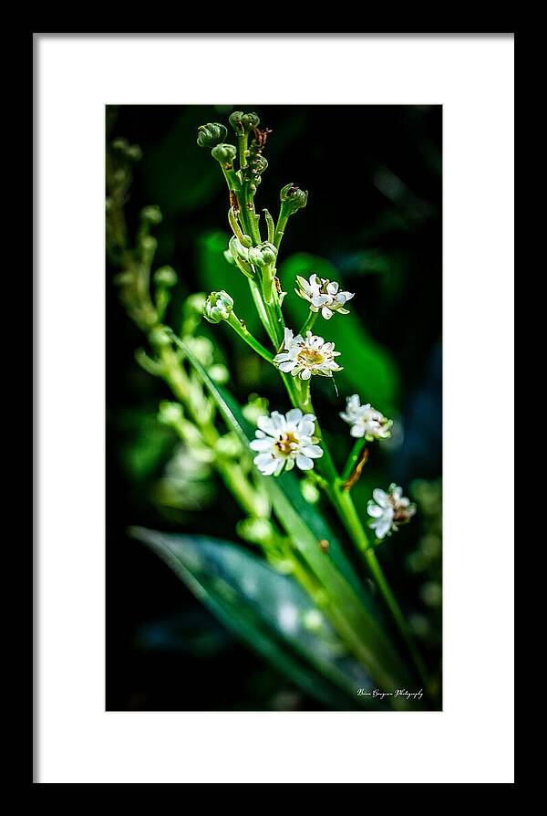Flowers  3 - Framed Print