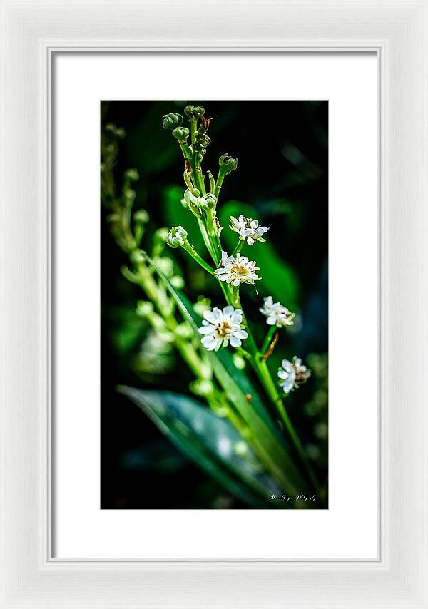 Flowers  3 - Framed Print
