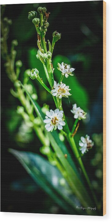 Flowers  3 - Wood Print