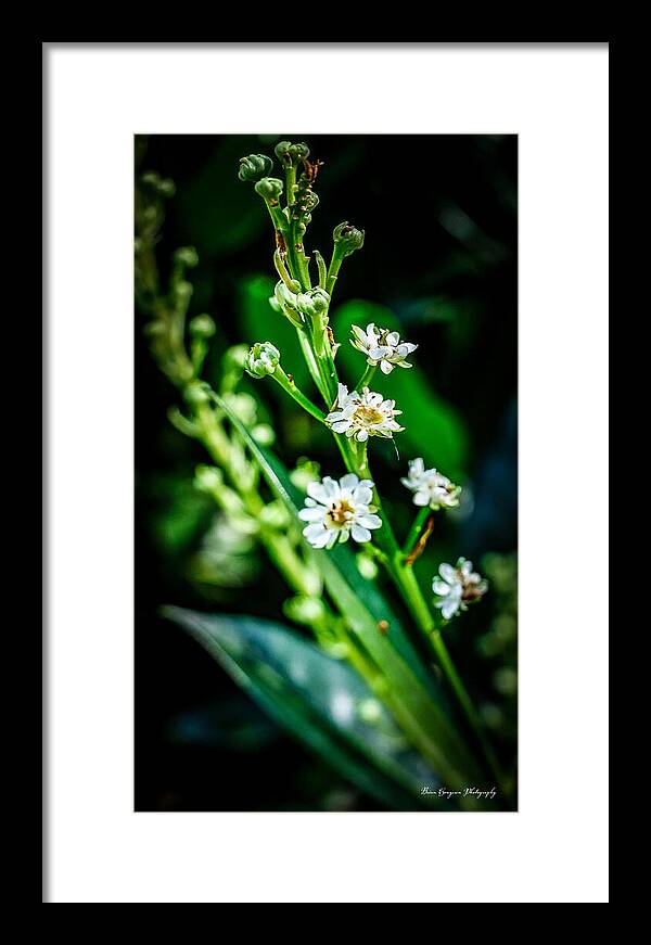 Flowers  3 - Framed Print
