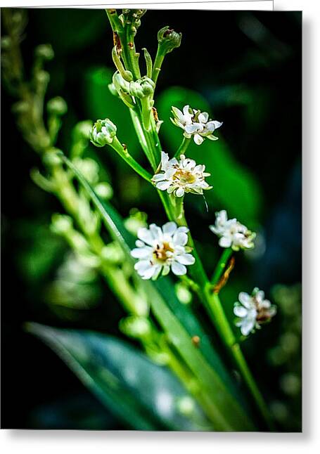 Flowers  3 - Greeting Card