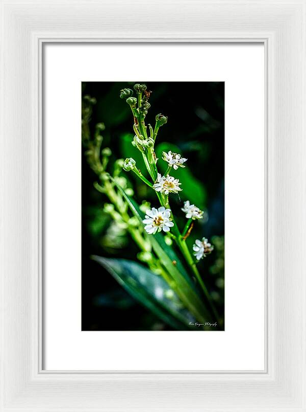 Flowers  3 - Framed Print