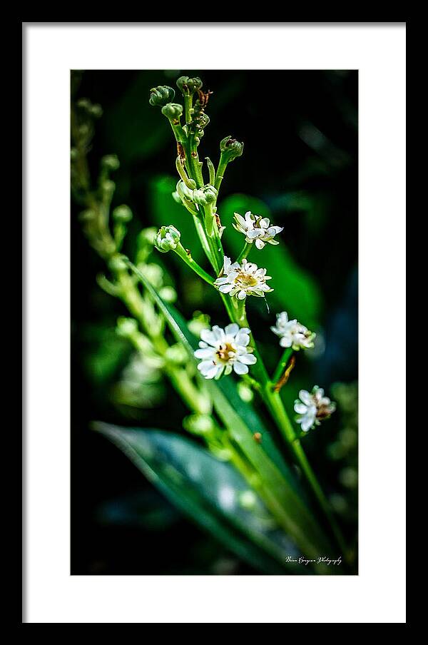 Flowers  3 - Framed Print