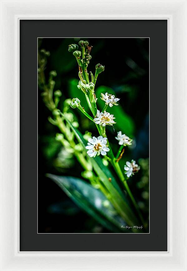 Flowers  3 - Framed Print