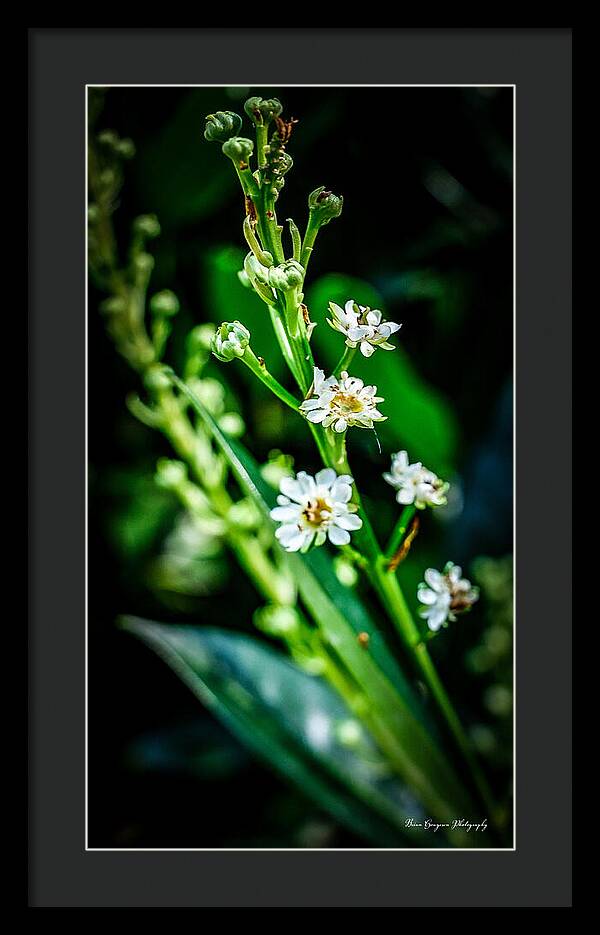 Flowers  3 - Framed Print