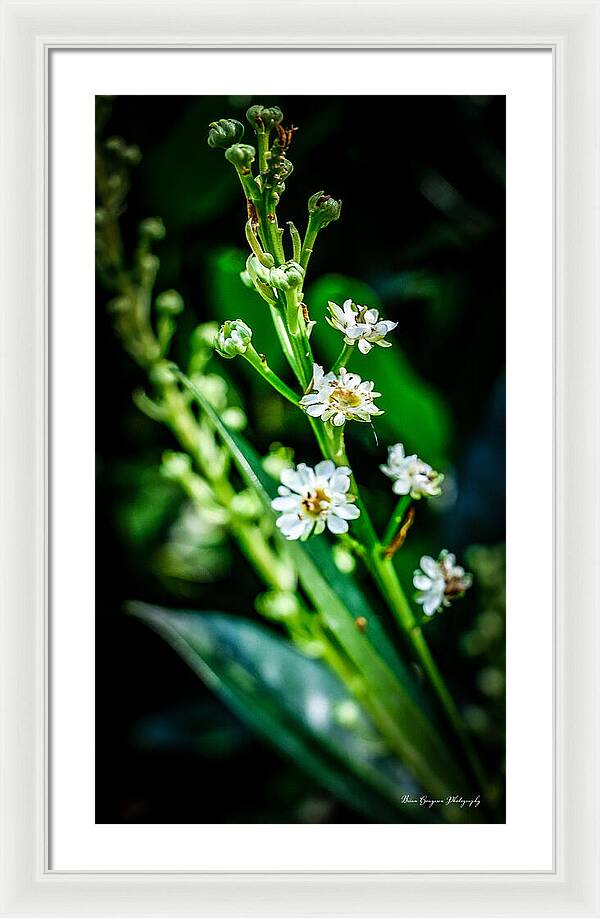 Flowers  3 - Framed Print
