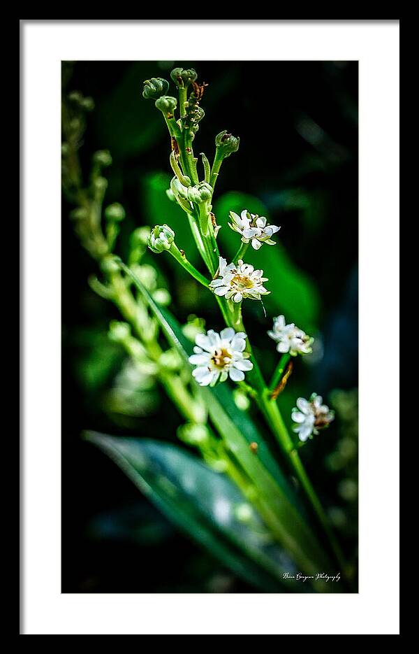 Flowers  3 - Framed Print