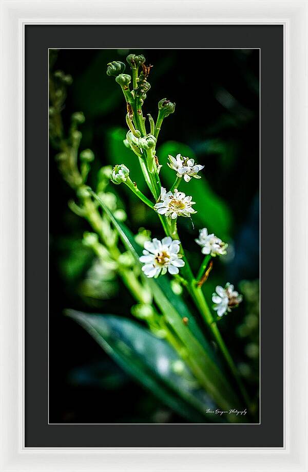 Flowers  3 - Framed Print