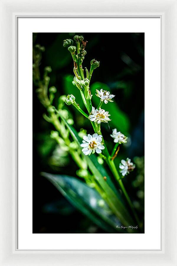 Flowers  3 - Framed Print