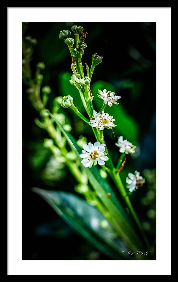 Flowers  3 - Framed Print