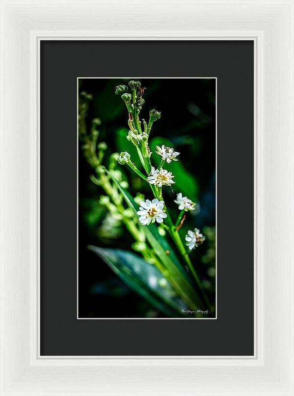 Flowers  3 - Framed Print