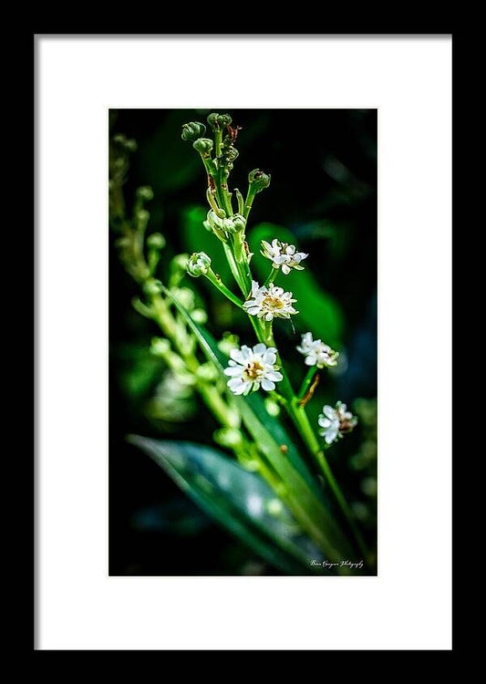 Flowers  3 - Framed Print