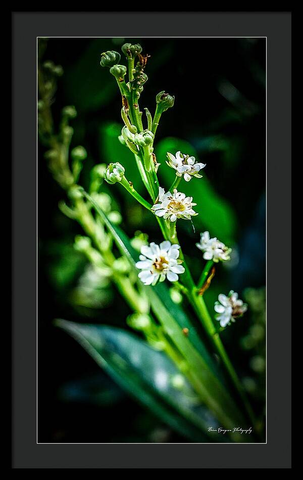 Flowers  3 - Framed Print