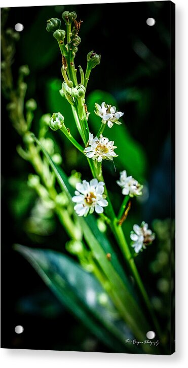 Flowers  3 - Acrylic Print