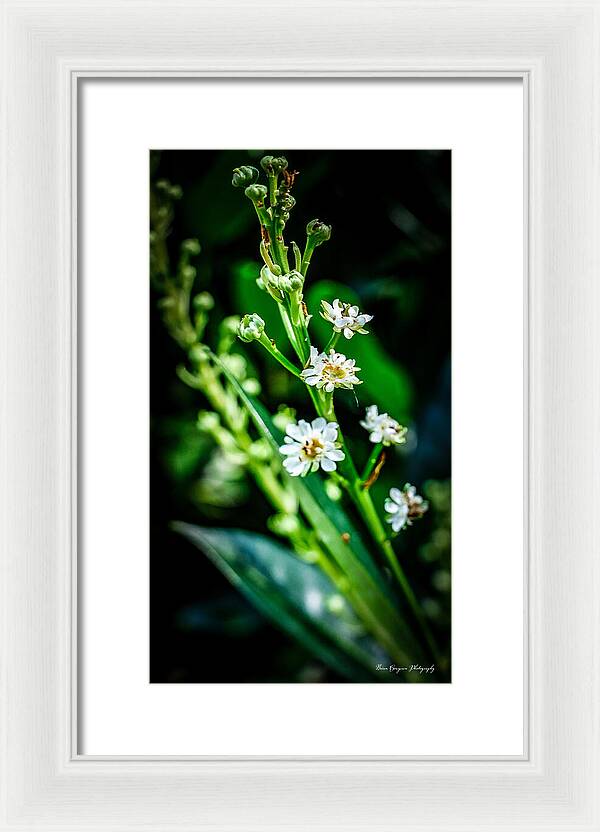 Flowers  3 - Framed Print