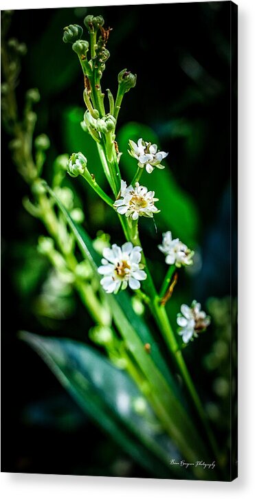 Flowers  3 - Acrylic Print