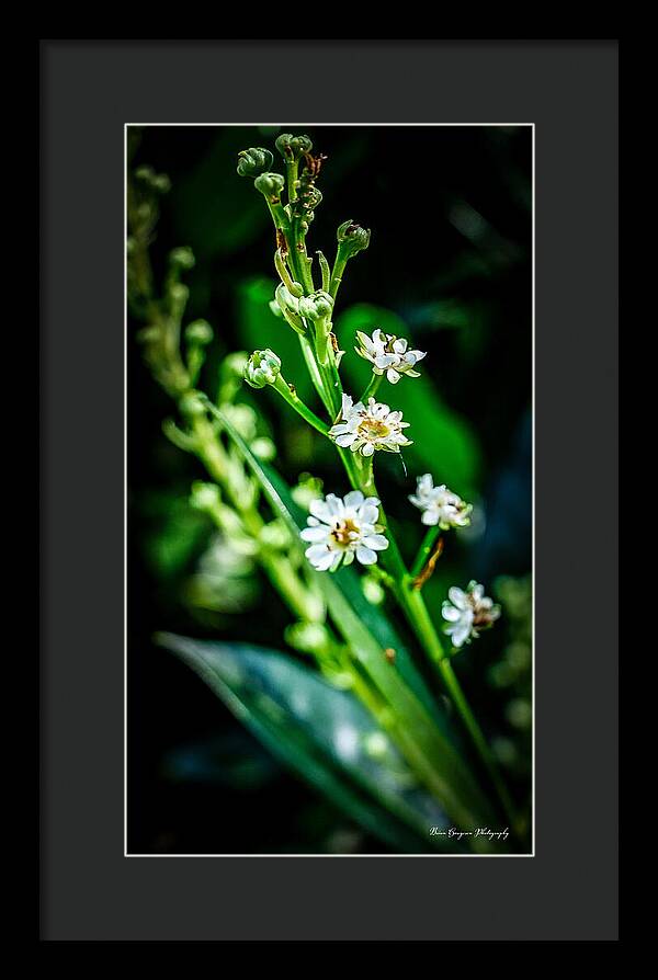Flowers  3 - Framed Print