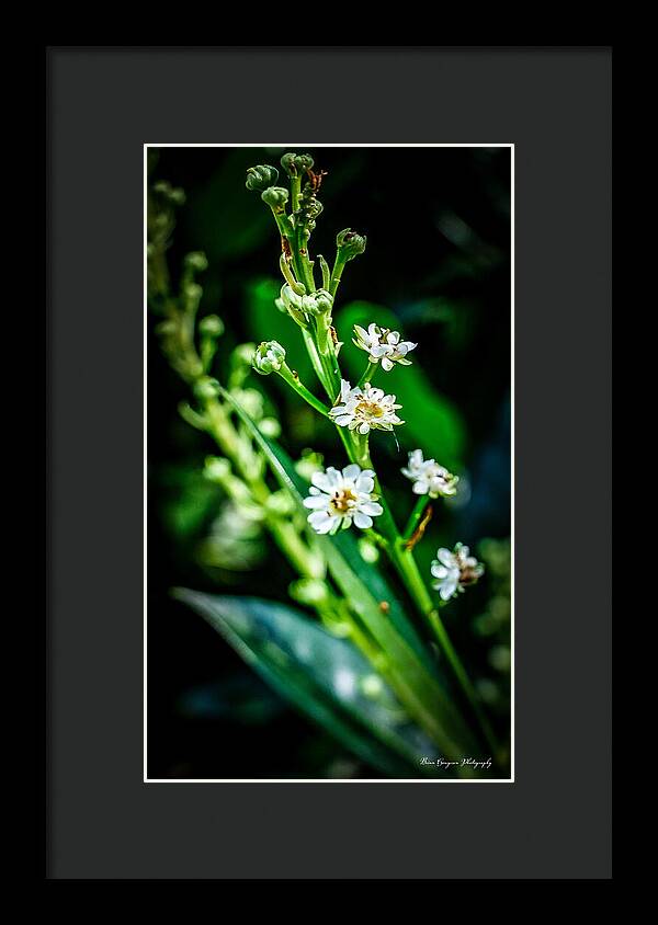 Flowers  3 - Framed Print