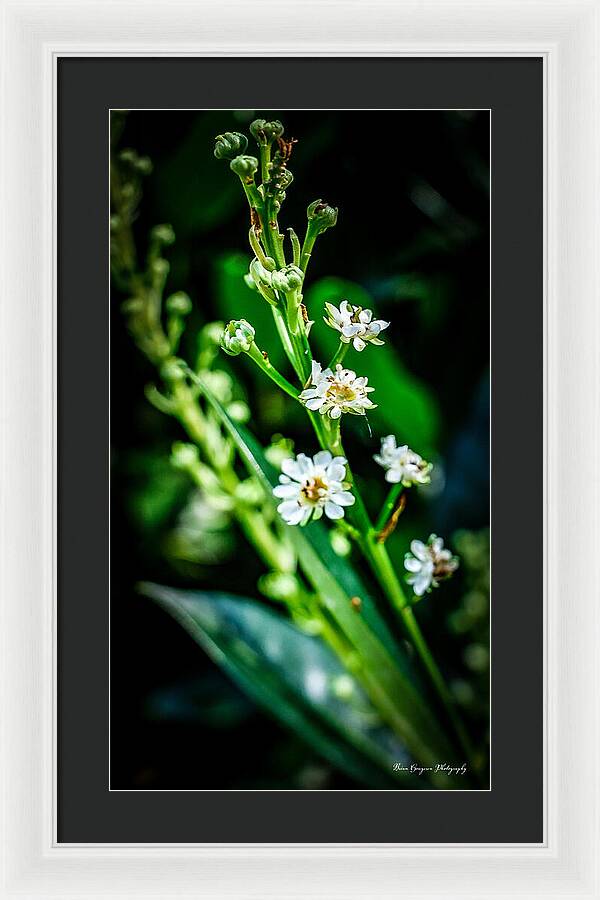 Flowers  3 - Framed Print