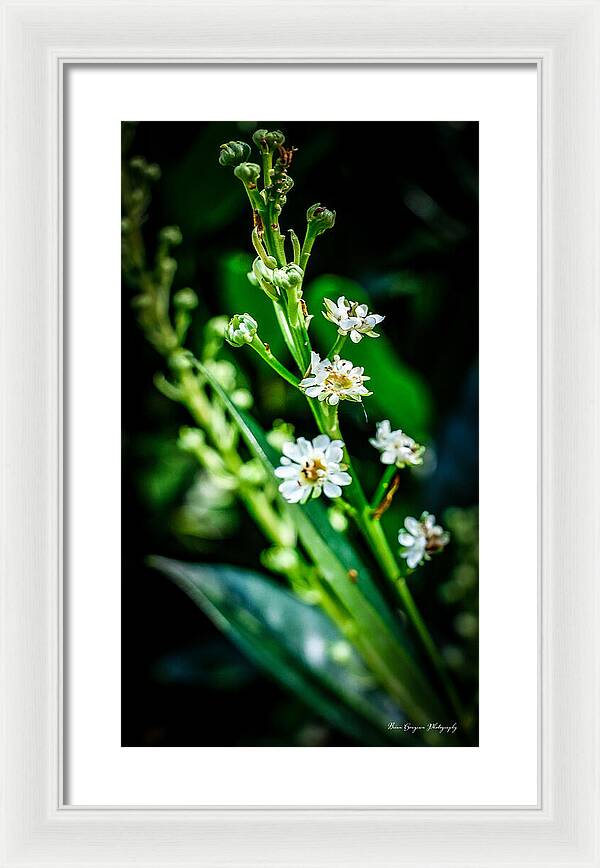 Flowers  3 - Framed Print