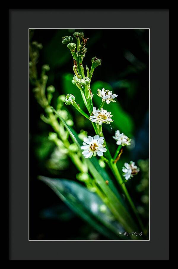 Flowers  3 - Framed Print