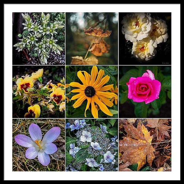 Flowers 5 - Framed Print