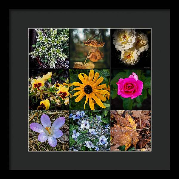 Flowers 5 - Framed Print