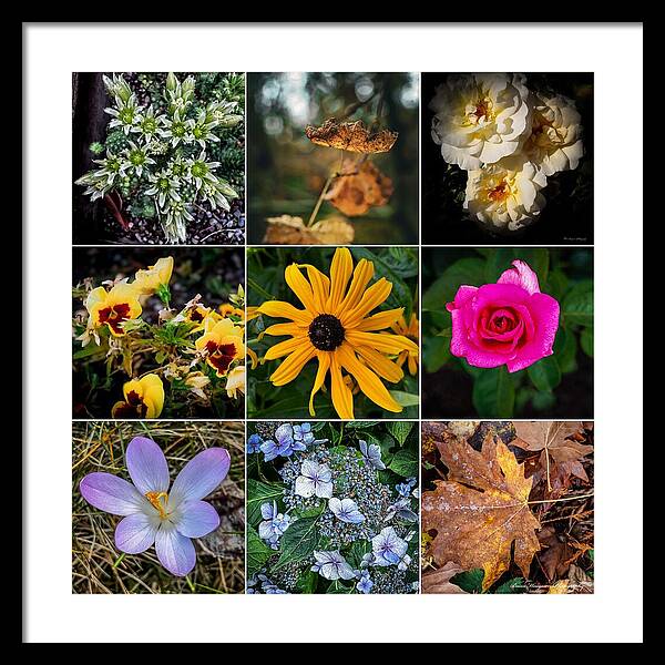 Flowers 5 - Framed Print