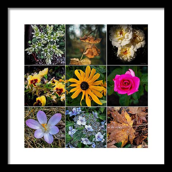 Flowers 5 - Framed Print