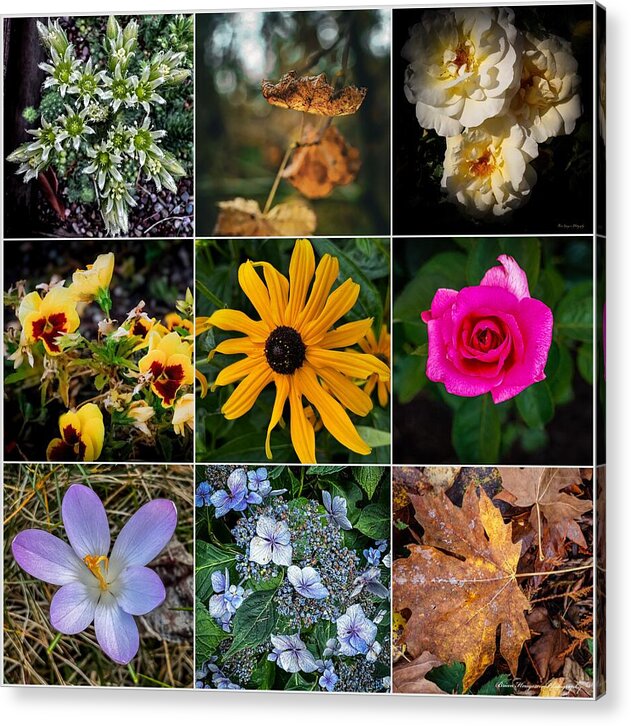 Flowers 5 - Acrylic Print