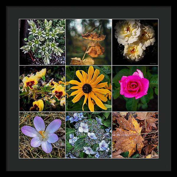 Flowers 5 - Framed Print