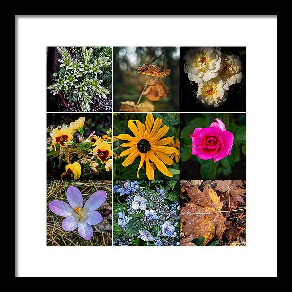 Flowers 5 - Framed Print