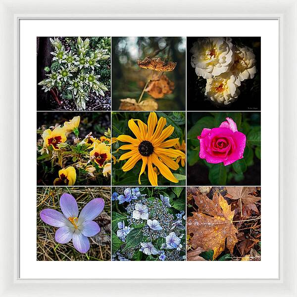 Flowers 5 - Framed Print
