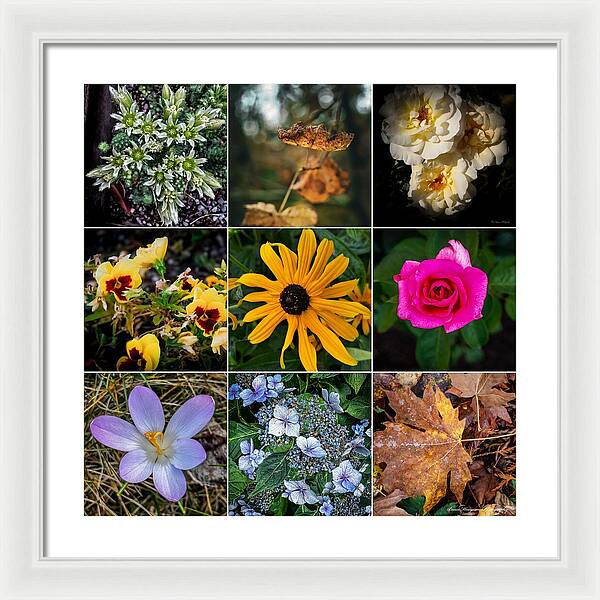 Flowers 5 - Framed Print