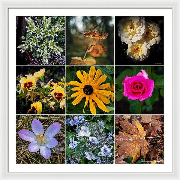 Flowers 5 - Framed Print