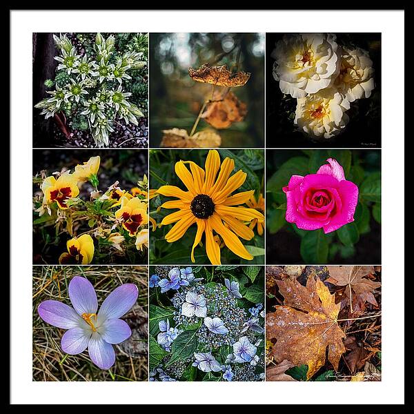 Flowers 5 - Framed Print