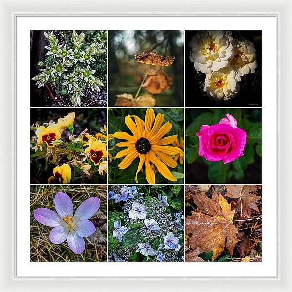 Flowers 5 - Framed Print