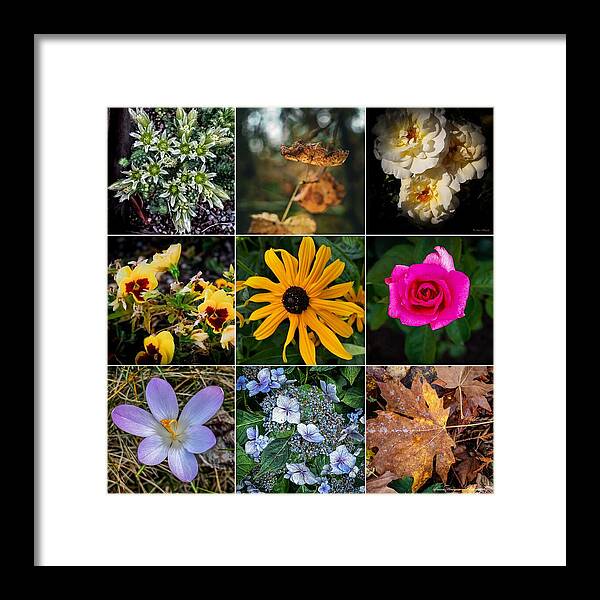 Flowers 5 - Framed Print