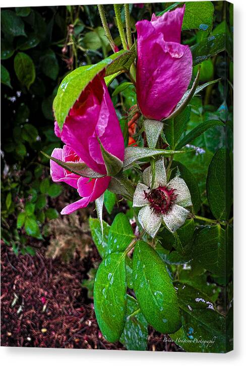 After the rain - Canvas Print
